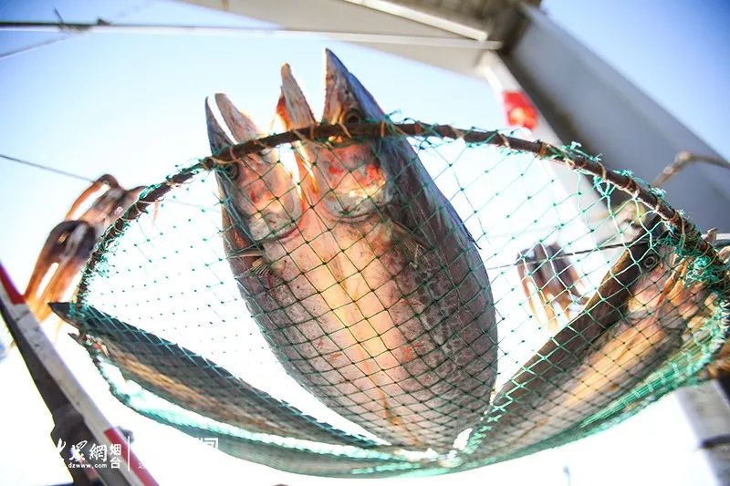 怎么晒鱼干好 9bbd8408a7e34105a4fe466d3cc8767a.jpeg