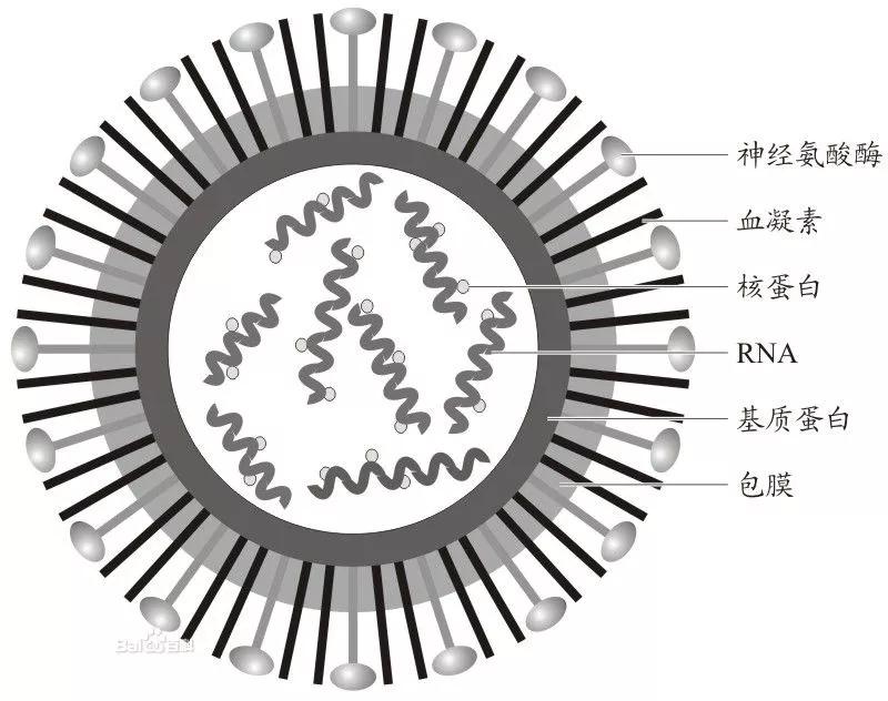 流感病毒结构图