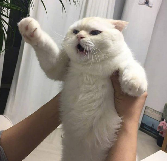 你家猫主子不让你抱,可能是你抱猫的姿势出了问题!_猫咪