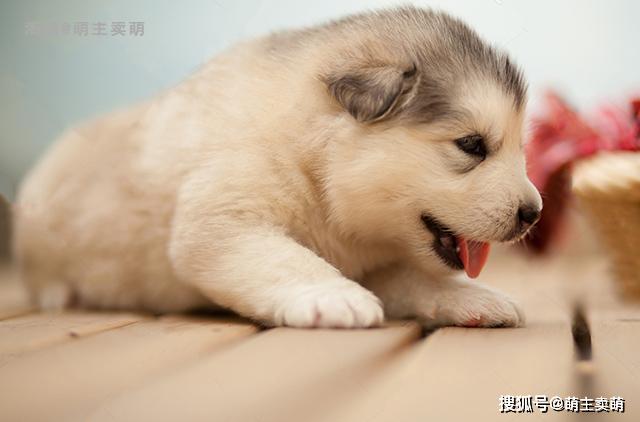 怎么挑选小狗是否健康 a9f076874bbe42c09286af58ffec19d6.jpeg