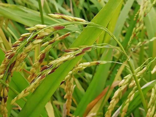 水稻叶鞘病简称鞘腐病,是水稻的要病害之一.