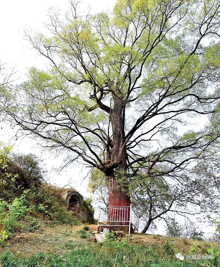 夏县泗交镇温峪村"斩公槐"拴马柏"树龄有1500年左右.