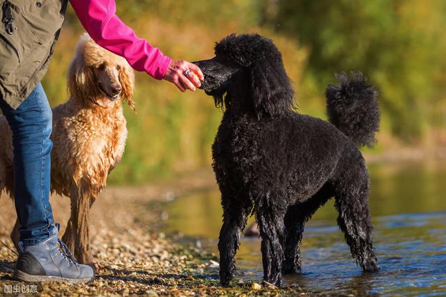 養隻「特大號的貴賓犬」是什麼體驗？主人：生不如死 寵物 第3張