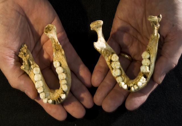 原创古人类的牙和我们一样吗隐藏在牙齿化石中的秘密
