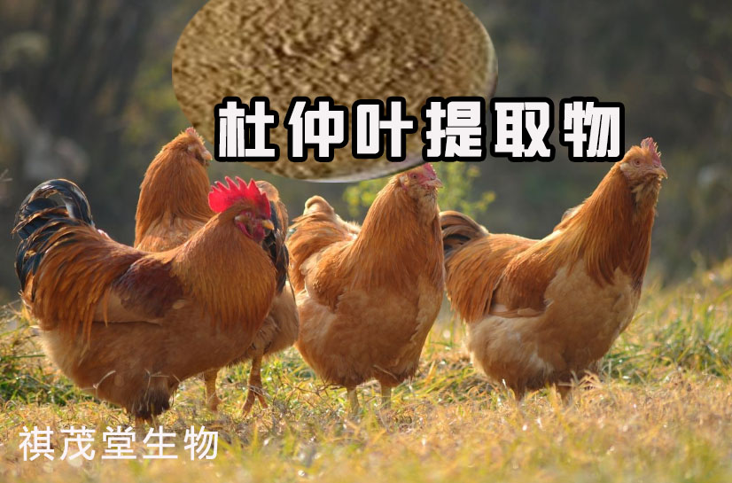 无抗鸡肉是什么 ba031a783dda48029ba347d2fdfe75ed.jpeg