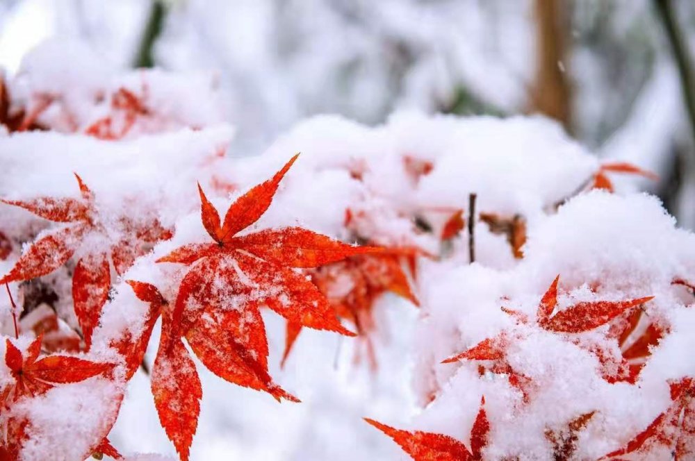 雪的细节描写