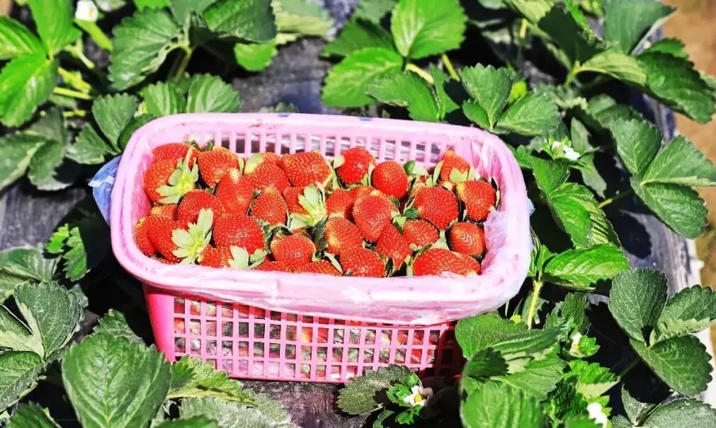 9万多株草莓的草莓地万江香蕉蔬菜研究所草莓园地址:南城水濂山绿色路