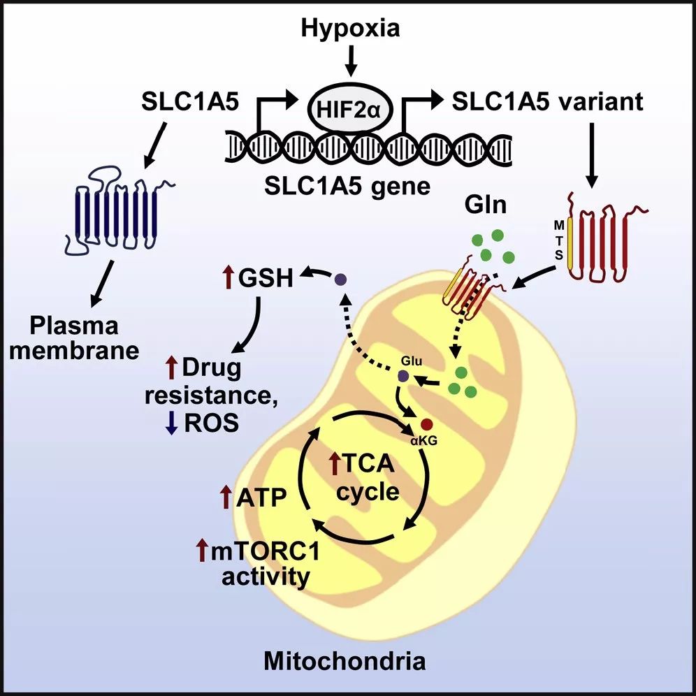 他们表示slc1a5变体通过将谷氨酰胺转运到线粒体中在癌症代谢重编程中