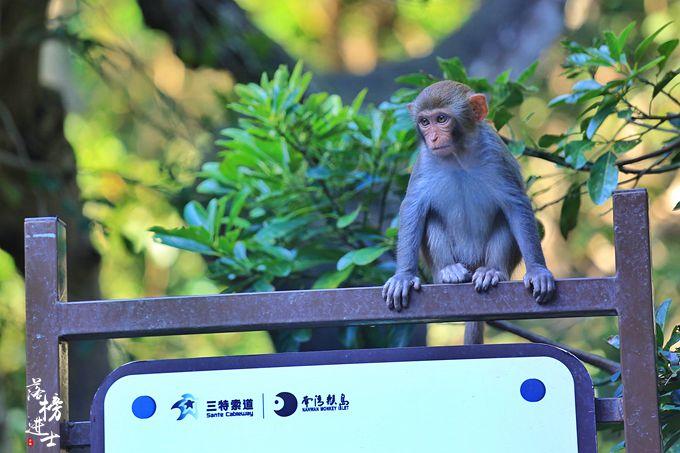原创             海南小众旅游地，陵水南湾猴岛，世界唯一的岛屿型猕猴自然保护区