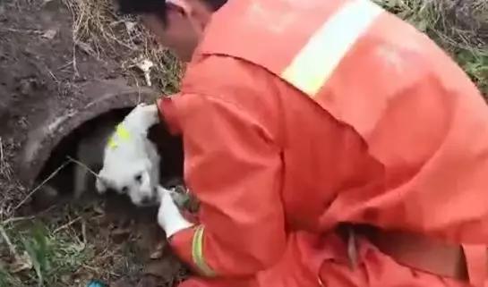 暖哭了！狗子被消防員救後，拖著瘸腿緊追消防車不肯離去… 寵物 第1張