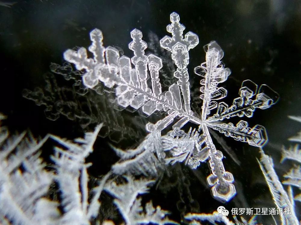 图集| 冰花美人:那些你未曾见过的雪花