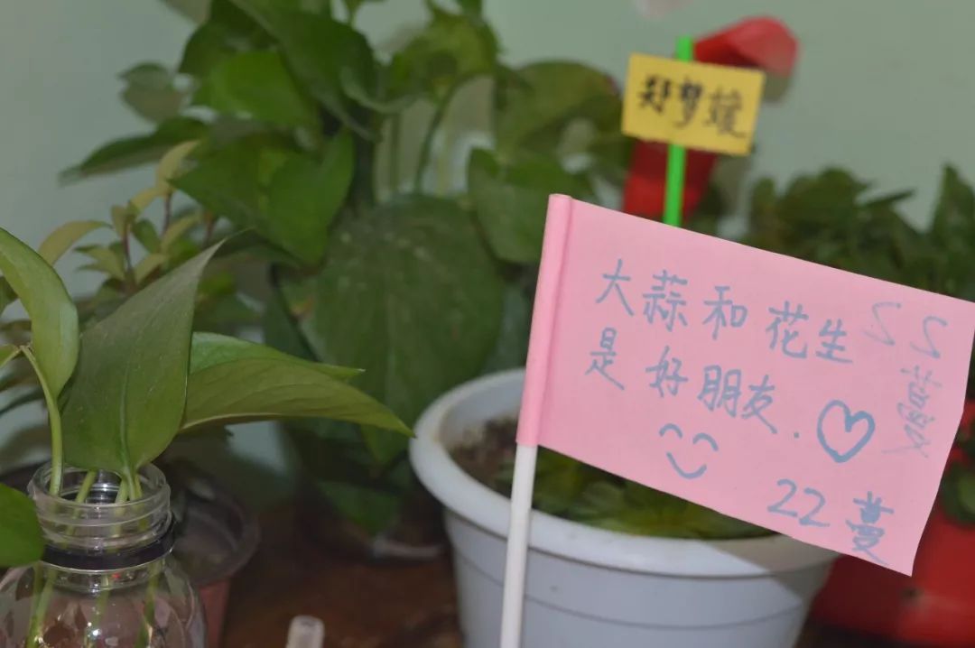 【种植角】让种植成为孩子探索自然的起点