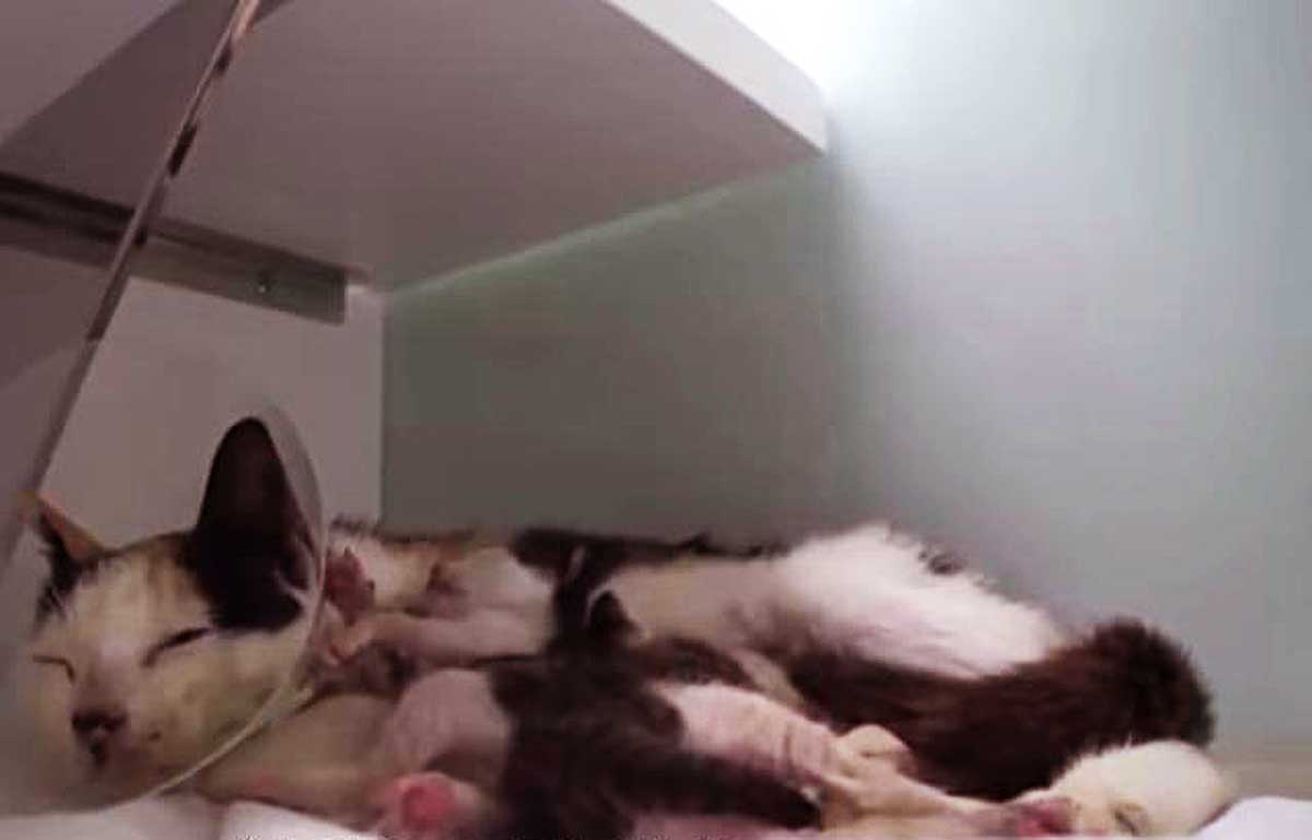 猫咪叫声吸引猫咪的原因 0b498ac9ad544318ab576185760a0dd8.jpeg