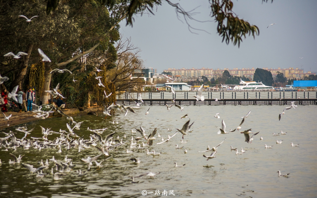 原创云南这座城市不靠海，一到冬天却有大量海鸥，胆子大不怕人！