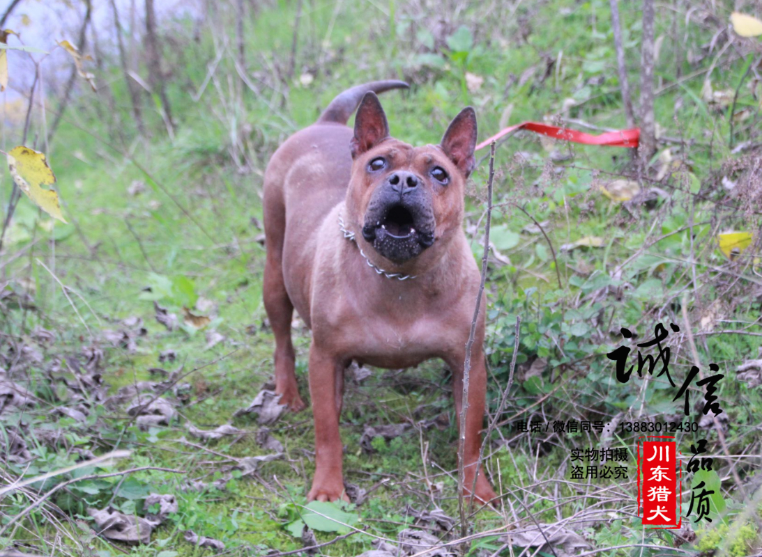 原来 我们的川渝地区的川东猎犬 有着这么牛逼的高贵血统！