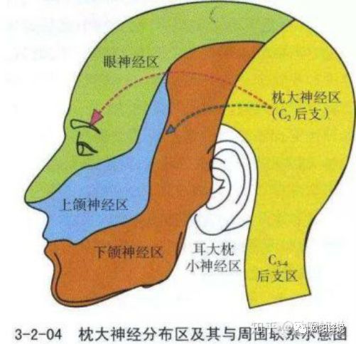 知乎合集 | q1:如何纠正含胸,驼背,头前伸?