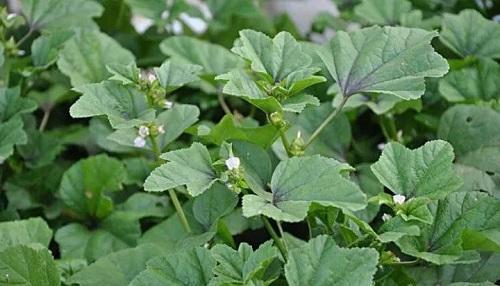 以前充饥的野菜,现在城里人自己种,营养价值高叫"葵菜