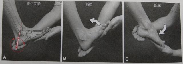 而影响脚踝活动度主要和距胫关节有关,距胫关节只有一个活动度在矢状