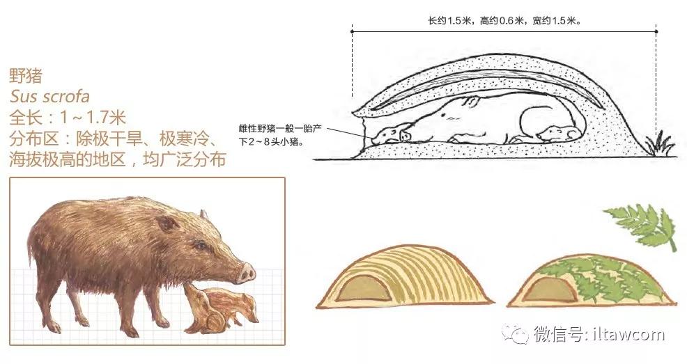 三角龙是怎么搭巢_三角龙怎么画