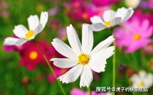生活看淡点才会开心_开心才会看淡点生活的句子_开心快乐看淡一切