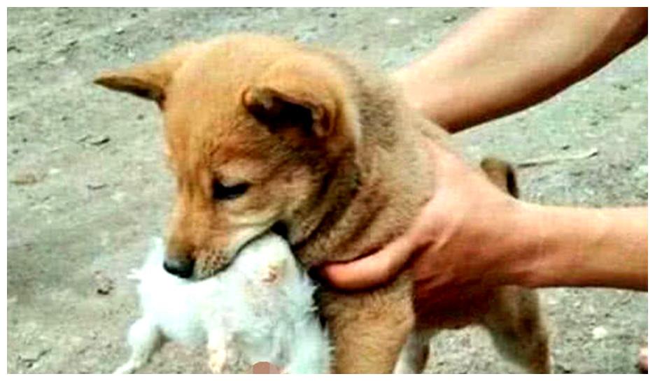 狗为啥总是叼着东西 2d28969fbb4045b2b1ade727ae15beae.jpeg