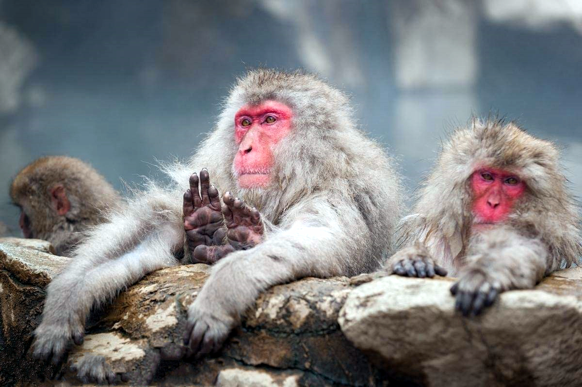 北海道的猴子泡温泉避寒 模样憨态可掬 表情销魂_温泉中
