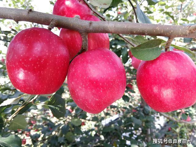 瑞香红苹果苗品种介绍