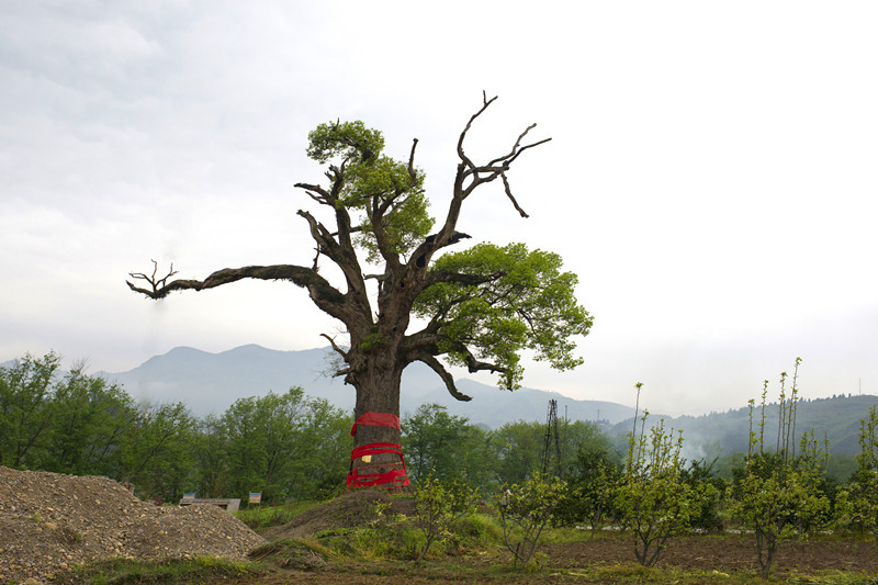 棉花山 "红军树"