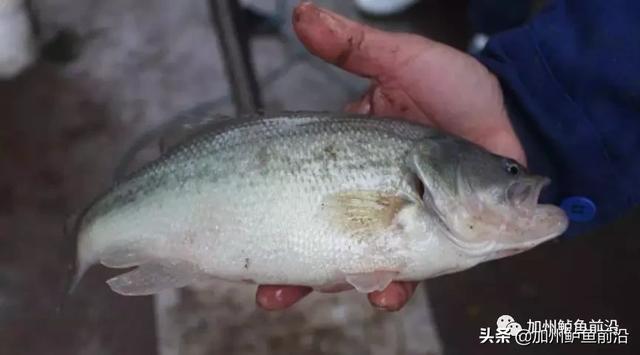 怎么养鱼不会生病 3d4dd17289db40c4962ab9ba902f85b2.jpeg