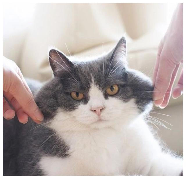 怎样可以不让猫传染疾病 43ce4543149441819d47cae0693e2ac2.jpeg