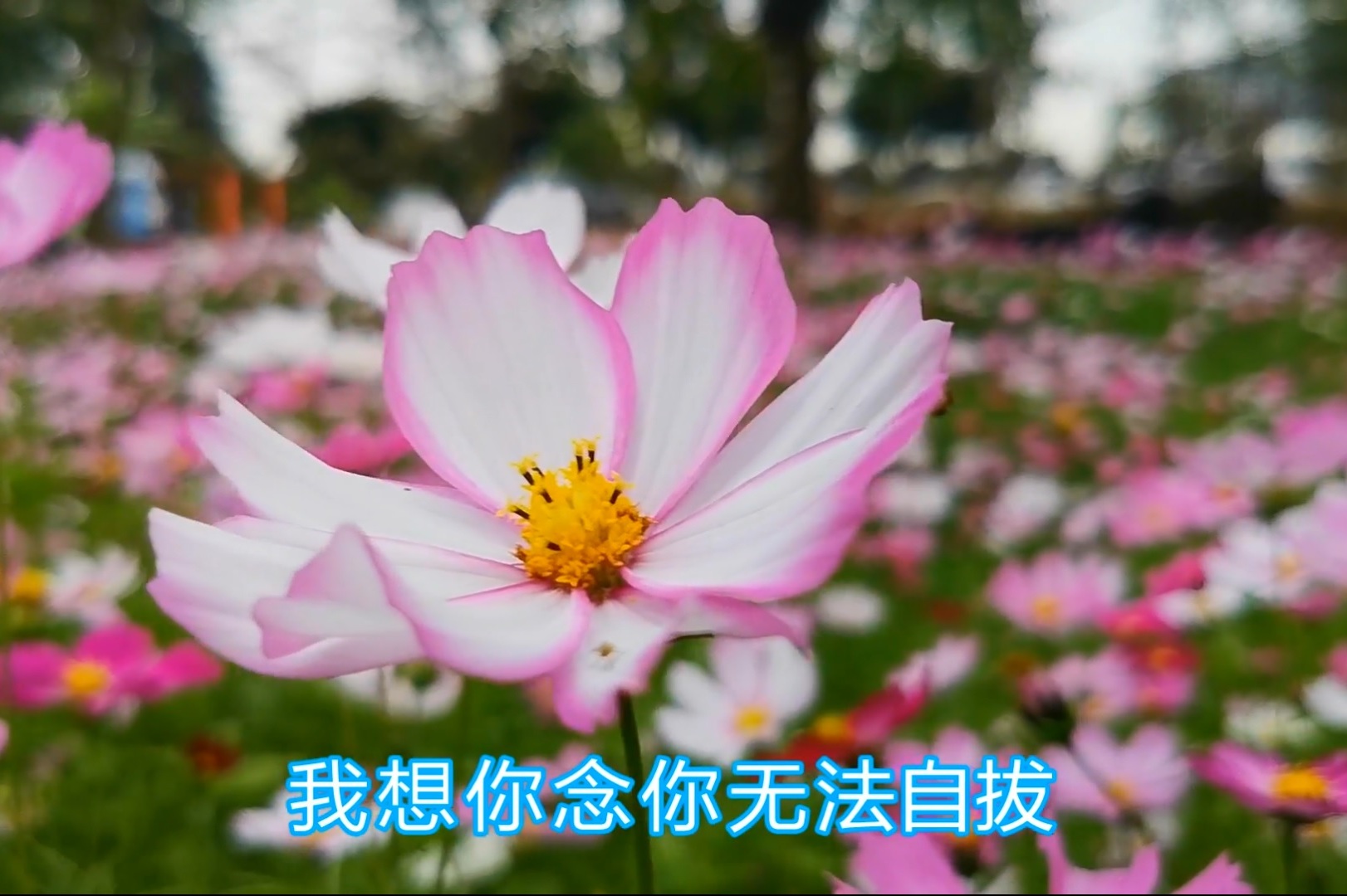 一首情歌对唱何时了却这牵挂唯美动听梦里梦外都是你