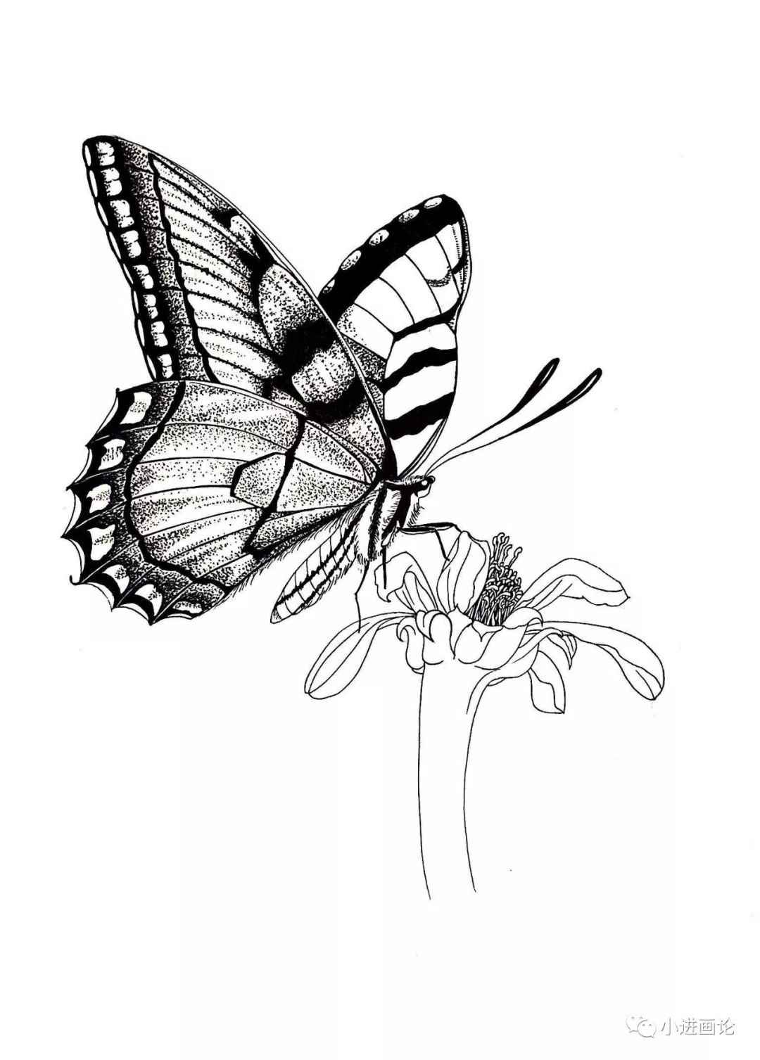 针管笔教程画一只蝴蝶