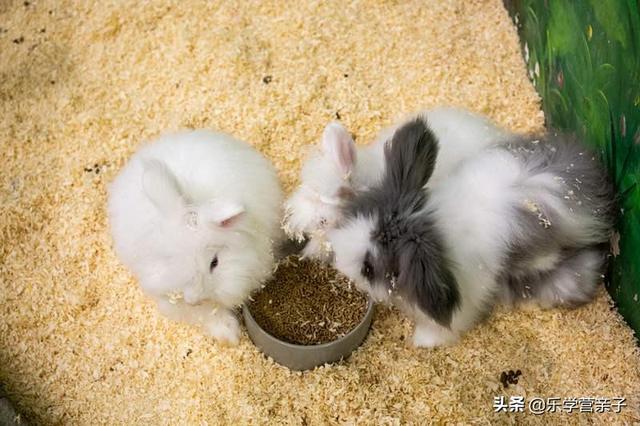 兔子网红打卡 4a7d6029d8e84c5eb68786167f27fb29.jpeg