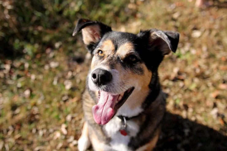 适合家里养的狗 4e5b6ab99a964d77836f3e5f8ae214e1.jpeg