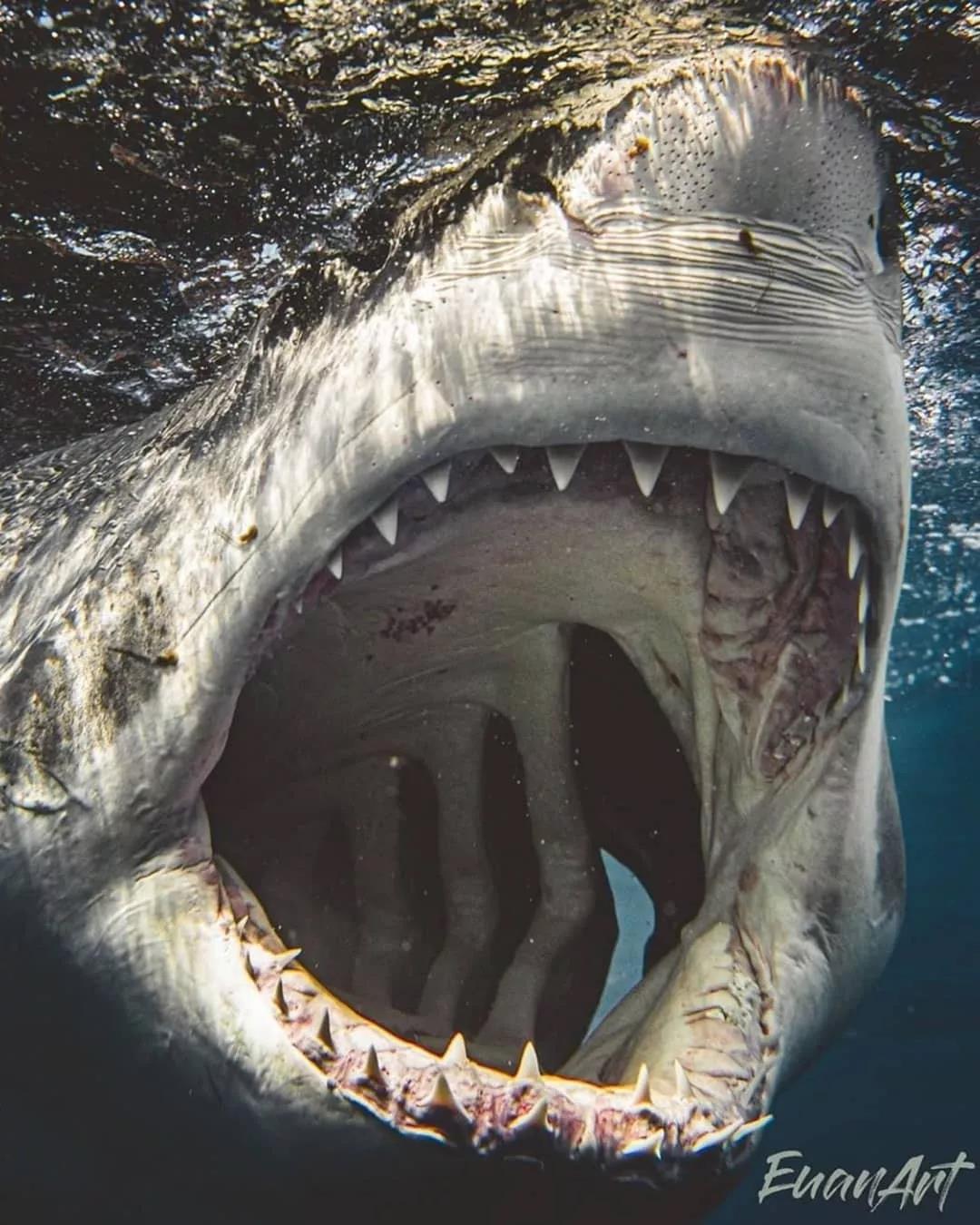 鲨鱼给我们留下的印象应该都是张大口,满口尖牙,然后一口把你吃掉.