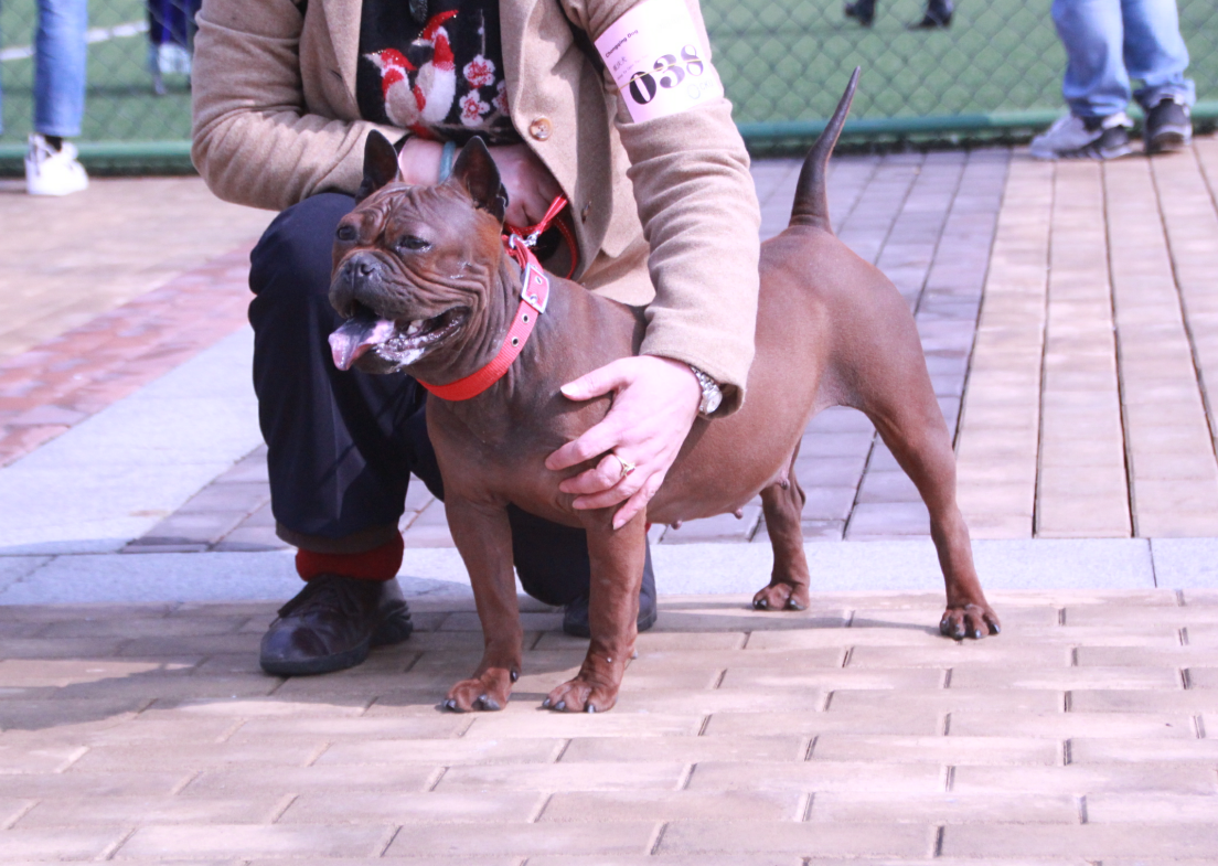 原来 我们的川渝地区的川东猎犬 有着这么牛逼的高贵血统！