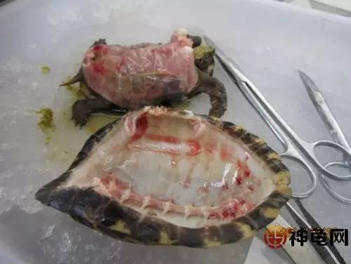 如何判断乌龟结束冬眠 5f607e8f21f549e284928fe51aae7165.jpeg