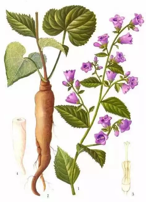 沙参什么人不能用中药 6a5ebf6e2e254700b67de2111355a7ee.jpeg