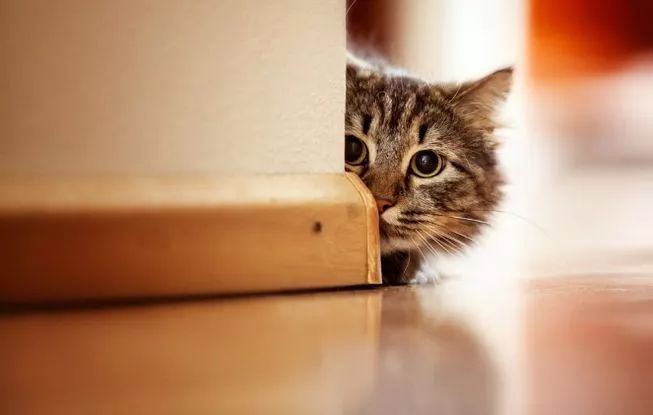 小猫咪叫不出声是什么原因 71fc26e228534b0eab91fcf5f06d10c5.jpeg