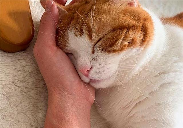 你永远叫不醒一只装睡的橘猫,除非你有秘密武器,猫:怎么醒了