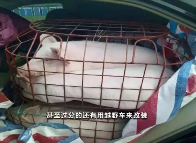 人口一猪_猪情侣头像一左一右