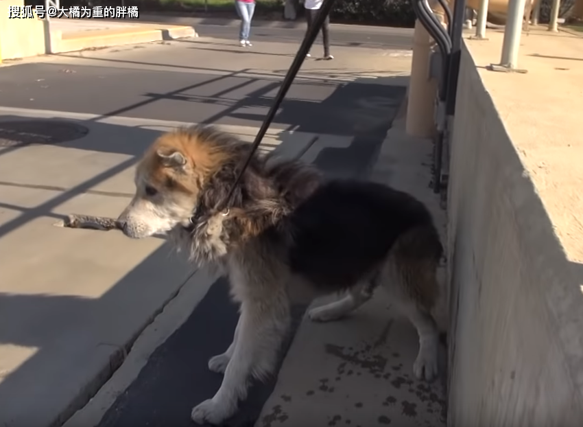 狗狗為工廠看門卻被忽視，唯一陪伴它的男子8年後也走了 寵物 第6張