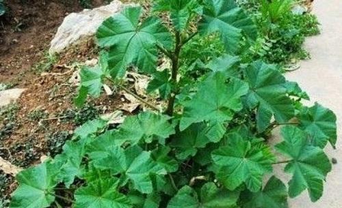 哪里能快速获得草药 7fcfd50008b14bbd861fdecbaf0f79f8.jpeg