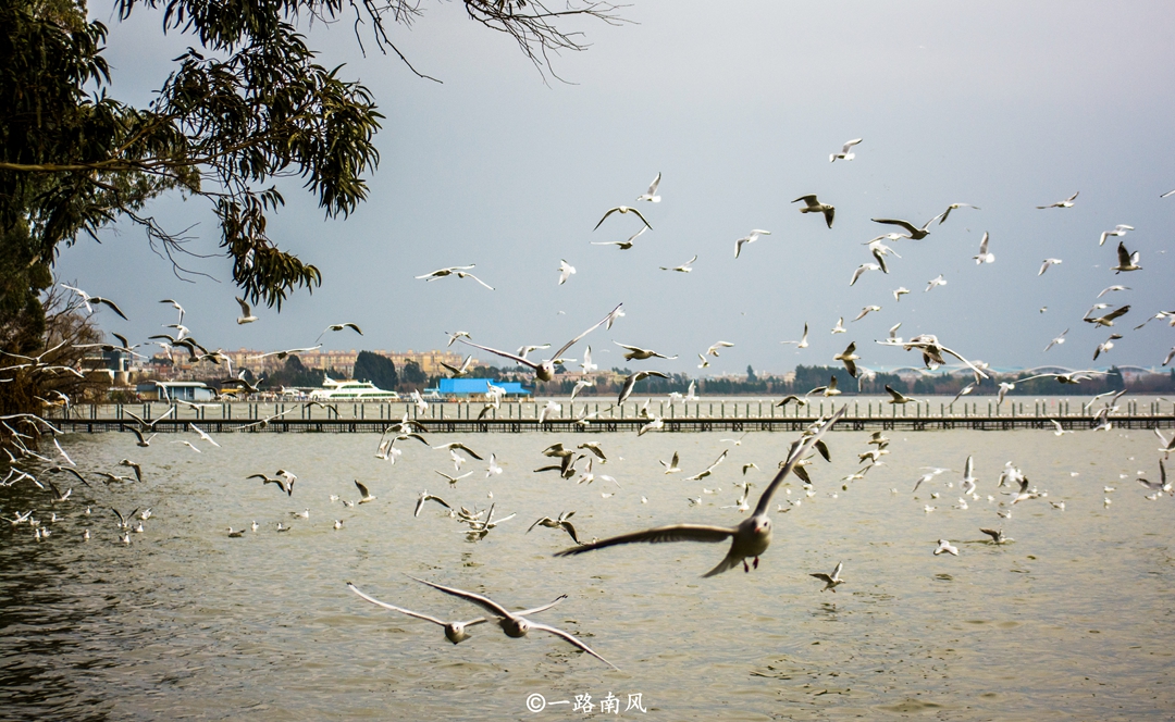 原创云南这座城市不靠海，一到冬天却有大量海鸥，胆子大不怕人！