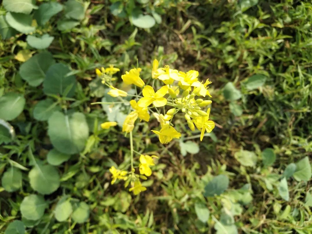 油菜花开花了!给冬日的桥头增添一抹"春"
