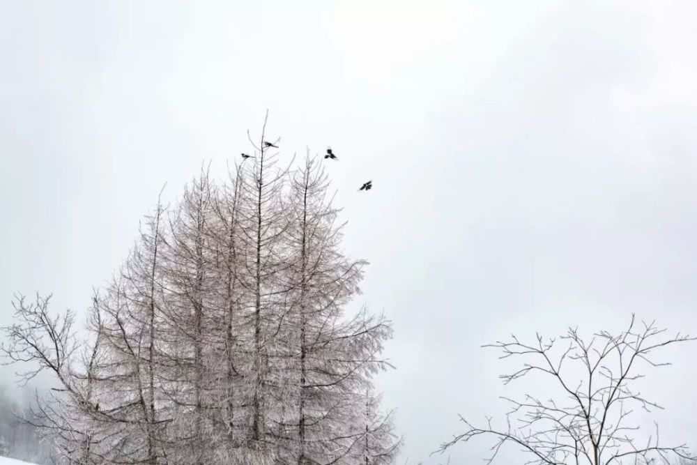 多少度才会下雪 8fe348bf8a81475eaad02aed33e42f5a.jpeg