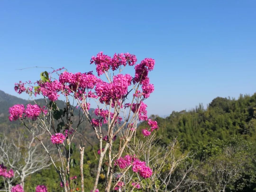 山上的野花不要采(山花记事)