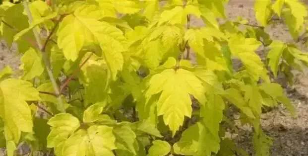 叶子最细的植物 a163372c90214de3b7db04ce216492b3.jpeg