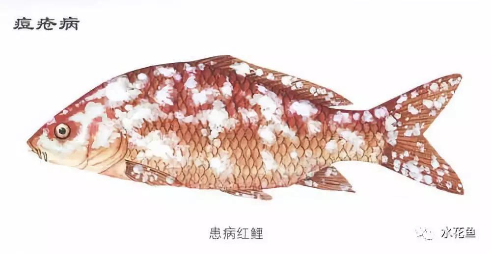 鱼类痘疮病鱼体有石蜡样的增生物容易和水霉病相混淆