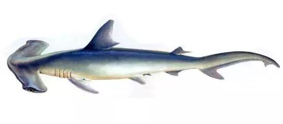 海洋知识直播课堂（二）：长了个锤头脑袋的双髻鲨